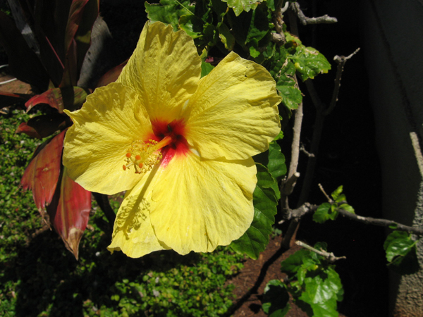 085_hibiscus_at_harbor