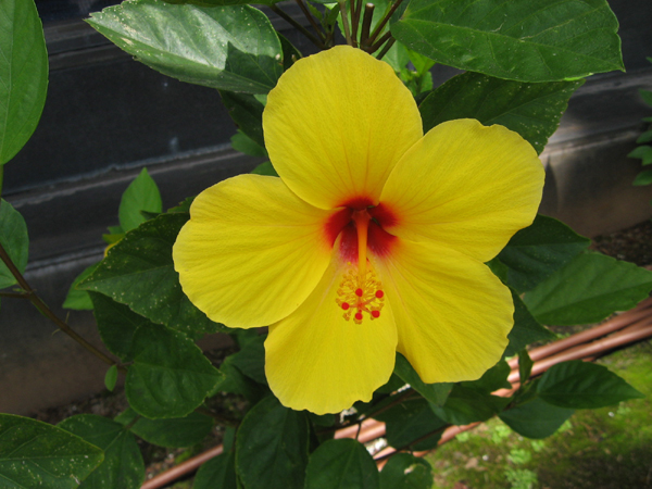 086_hibiscus