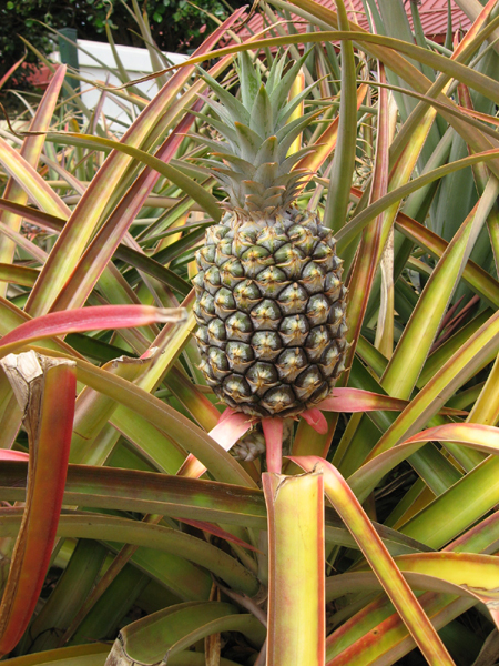 139_More_Pineapples