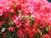 083_bougainvillea